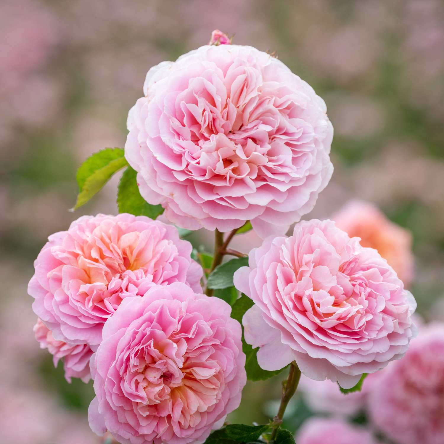 Ruusu 'Eustacia Vye' (Ausegdon)